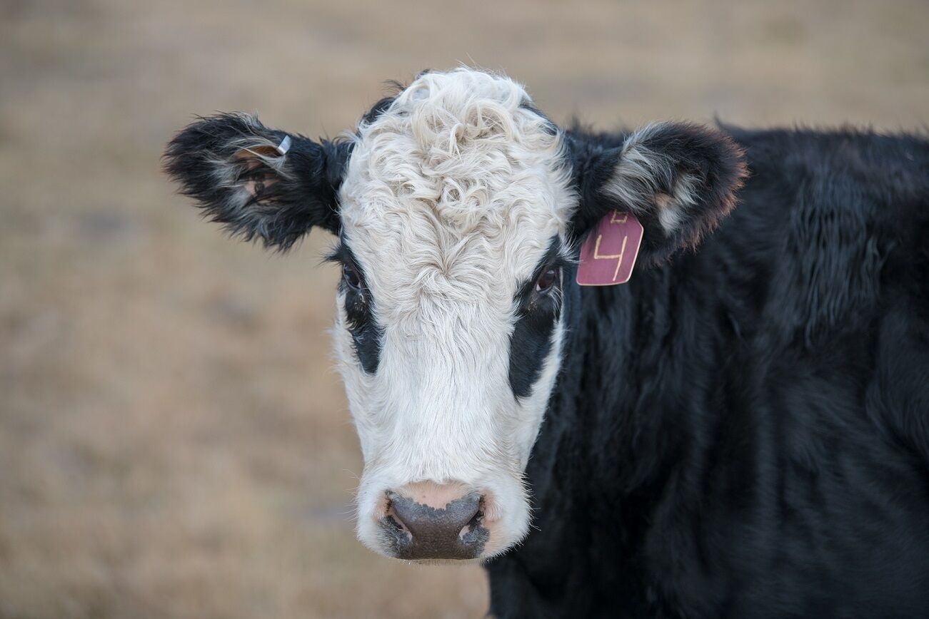 TMW_7218 Walz cow resized